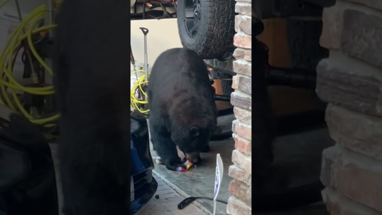 Chunky, hungry bear works into garage, finds snacks to grub on #Shorts