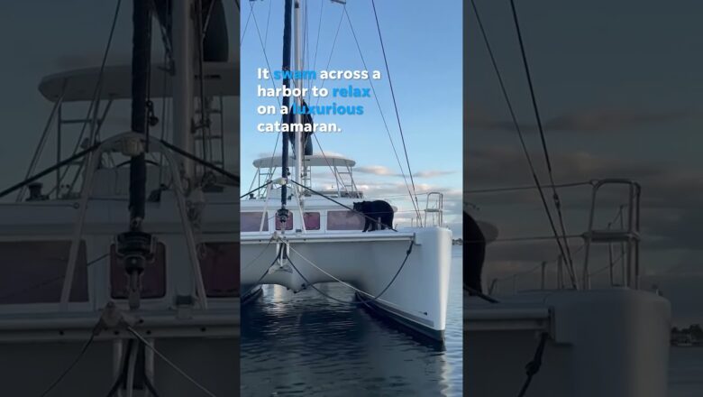 Curious bear takes break on a 50-foot sailing catamaran #Shorts