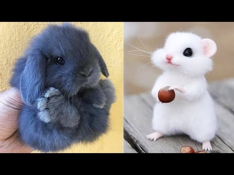 Cute Baby Animals Videos Compilation | Funny and Cute Moment of the Animals #1 – Cutest Animals 2023