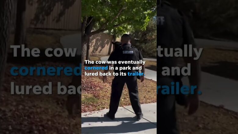 Deputies catch runaway cow after ‘steak’-out in Colorado neighborhood #Shorts