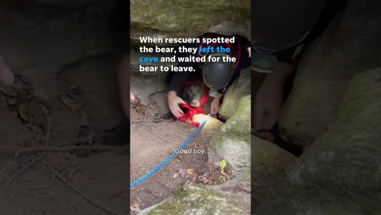 First responders rescuing dog trapped in a cave notice a bear sleeping inside #Shorts