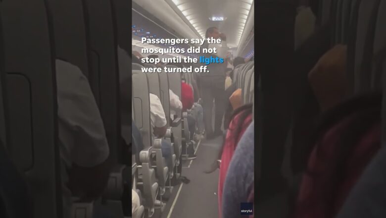 Flight delayed after mosquitos swarm passengers, crew inside cabin #Shorts