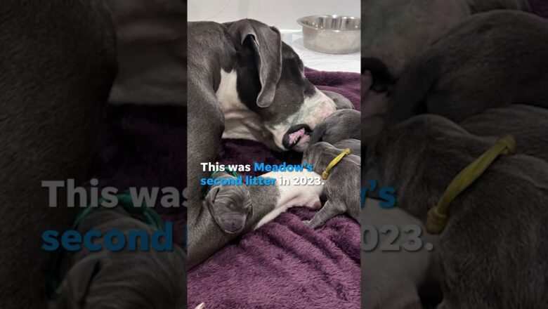 Great Dane gives birth to shockingly large litter days after rescue #Shorts