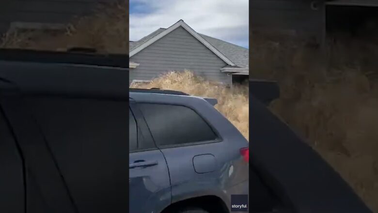 Large tumbleweeds sweep through neighborhood, cover houses #Shorts