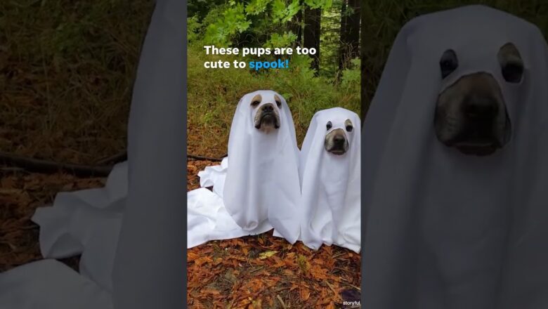 Meet the trio of ghost pups spooking up the streets this Howl-oween #Shorts