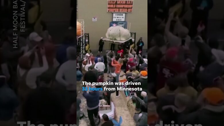 Michael Jordan, the pumpkin, breaks world record with enormous weight #Shorts