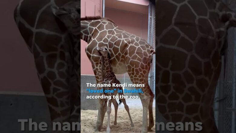 Oakland Zoo welcomes adorable baby giraffe Kendi #Shorts