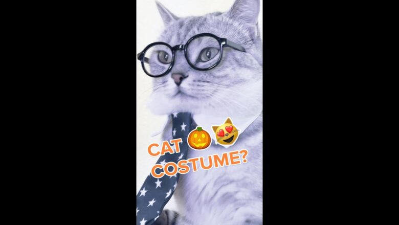 Quick Cat Halloween Costumes