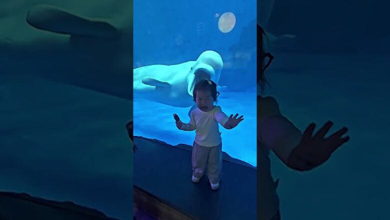 Two-year-old left in tears after Beluga whale ‘pulled a face’ at her #Shorts