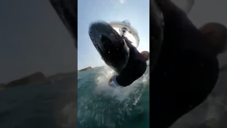 Unbelievable moment camera catches whale knocking over windsurfer #Shorts