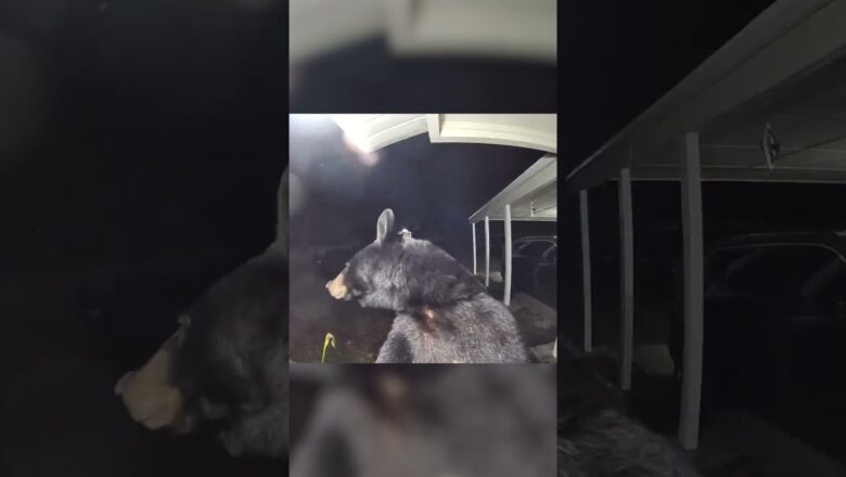 Watch: Bear gets up close and personal with doorbell camera #Shorts