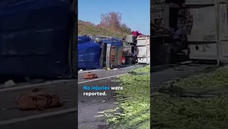 Watch: Celery sticks cover highway after truck topples over #Shorts