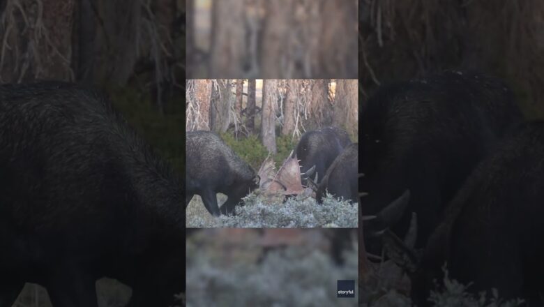 Watch: Massive moose rumble for mating season #Shorts