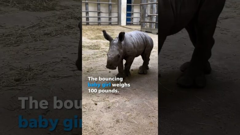 100-pound baby southern white rhinoceros born at zoo in Virginia #Shorts