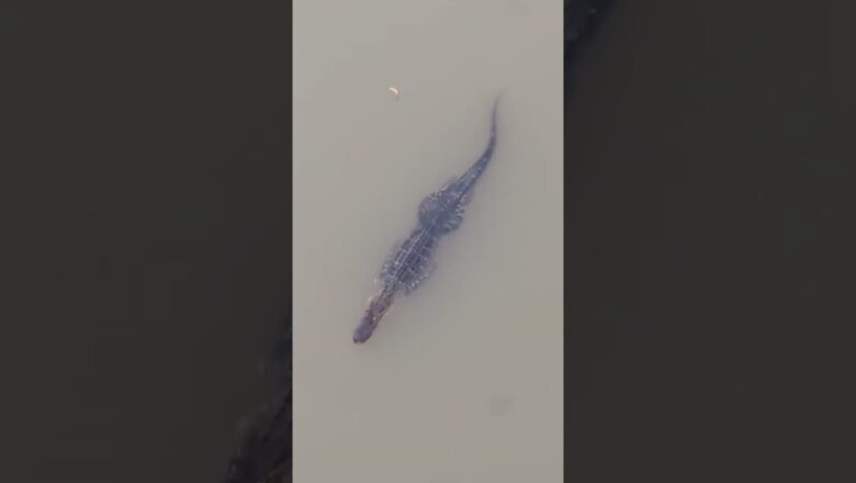 Alligator spotted swimming in Brazos River in Texas #Shorts