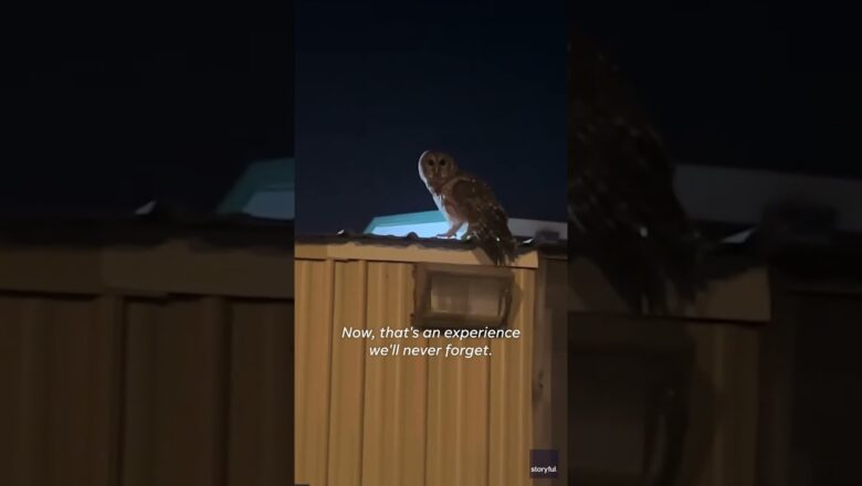 Barred owl crashes through moving truck’s open window #Shorts