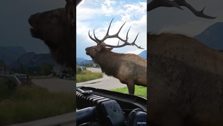 Bull elk charges towards man working on truck in Colorado neighborhood #Shorts