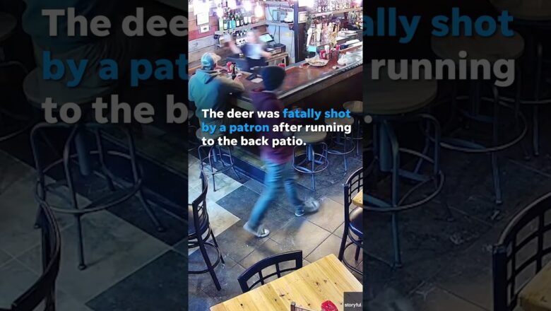 Deer injures teenage girl by smashing through restaurant window #Shorts