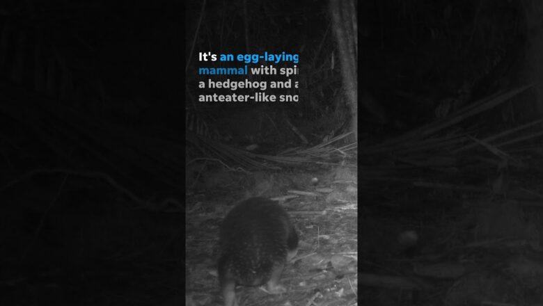 Elusive Attenborough long-beaked echidna appears for the first time in over 60 years #Shorts