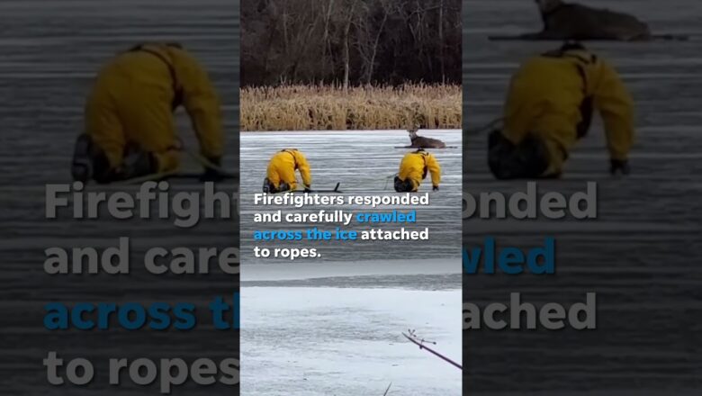 Firefighters rush to rescue deer stranded on frozen lake #Shorts