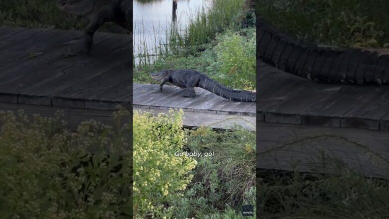 ‘Get out of here!’: Six-foot gator saunters down stairs of South Carolina home #Shorts