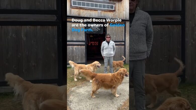 Golden retriever farm lets you frolic with fur while drinking cider #Shorts