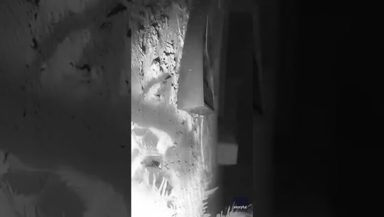 Homeowner rattled after seeing tarantula resting on doorbell cam #Shorts