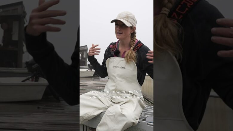 How warming oceans are impacting a Maine lobsterwoman’s business #shorts