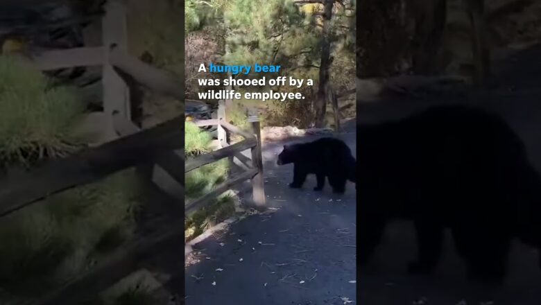 Hungry bear destroys inside of car at wildlife center #Shorts