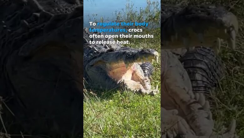 Massive crocodile spotted taking a sunbath in Everglades #Shorts