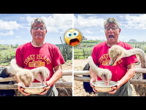 People vs. Birds || Hilarious Bird Encounters You Won’t Believe!