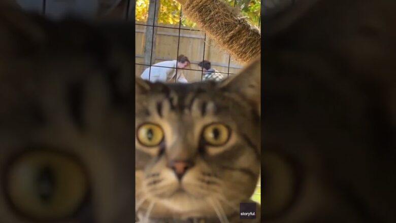 Photogenic cat becomes star of marriage proposal after photobomb #Shorts