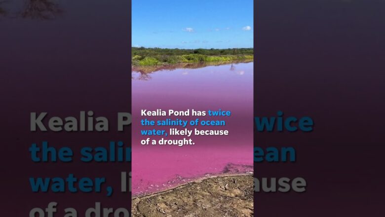 Pond turns an unlikely shade of pink, likely due to a drought #Shorts