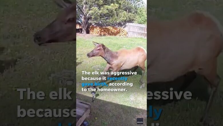 Tense moment couple, dogs barely makes it inside when elk charges #Shorts