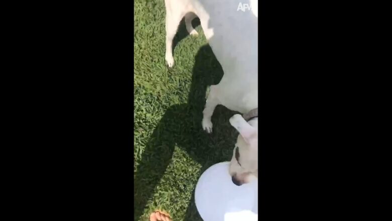 Unexpected Beach Encounter: Pig Gets Playful With Tourist! ?️?? #Shorts