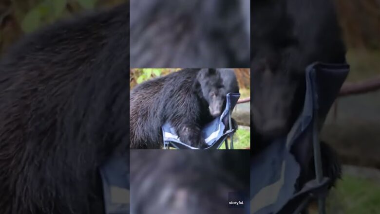 Watch: Curious bear steals camper’s seat #Shorts