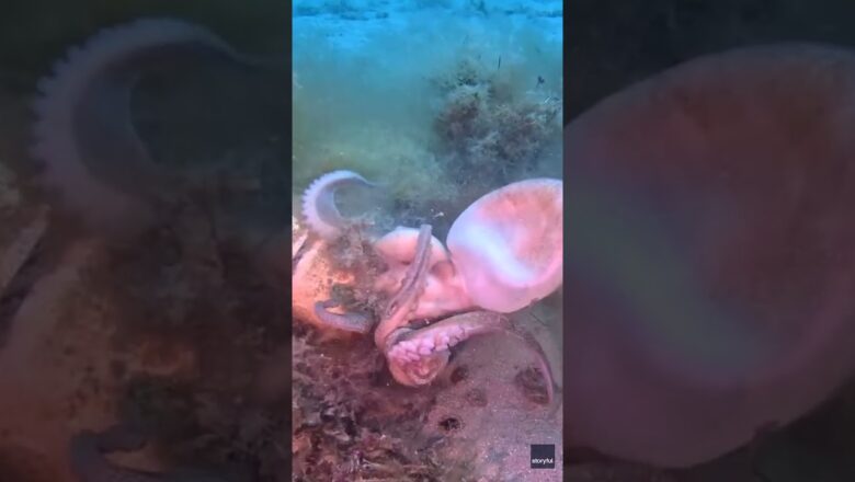Watch: Diver catches octopuses tussle on camera #Shorts