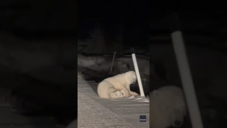 Watch: Polar bear caught on camera playing with unexpected toy #Shorts