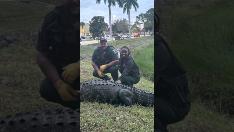 600-pound gator caught at shopping mall #Shorts