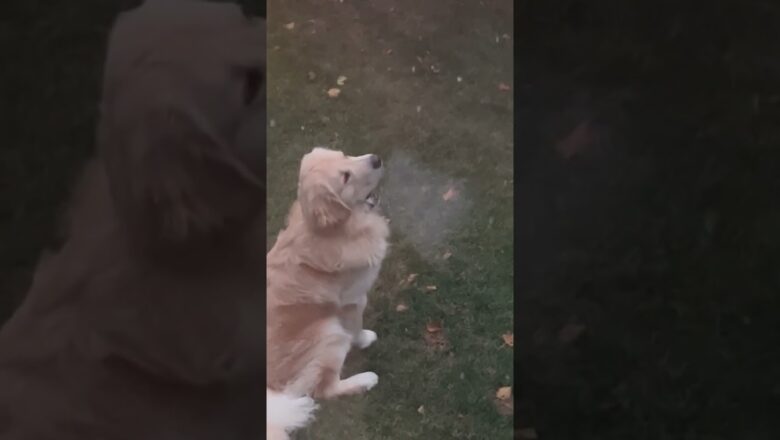 Adorable pup caught on camera experiencing his first snowfall #Shorts