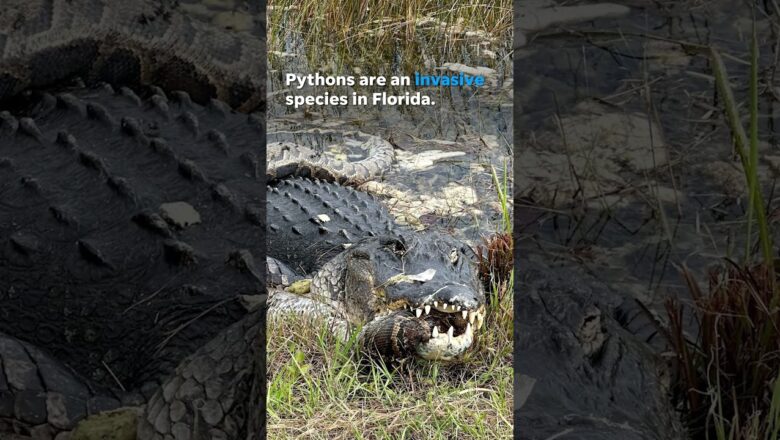 Alligator seen swallowing python at Everglades National Park #Shorts