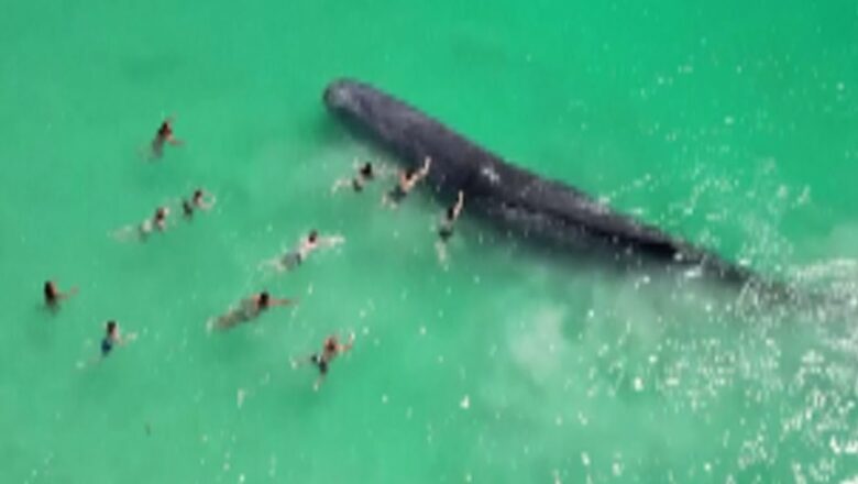 Australia: Swimmers get dangerously close to whale