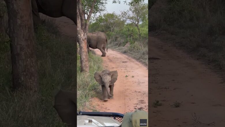 Baby elephant’s adorable charge towards vehicle amuses tourists #Shorts