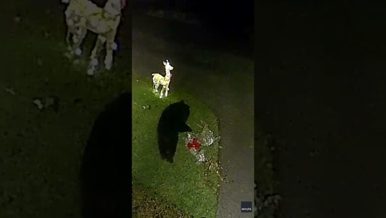 Bear defeats light up lawn reindeer, takes one as a prize #Shorts