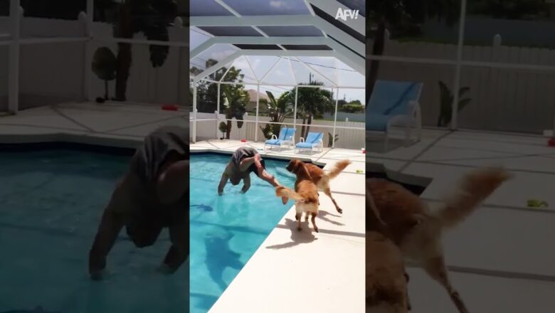 Bro knew what he wanted ?? #Dog #Pool #Funny #shorts