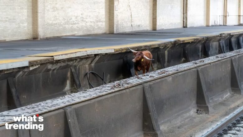 Bull Loose in Newark Penn Station Placed in Sanctuary