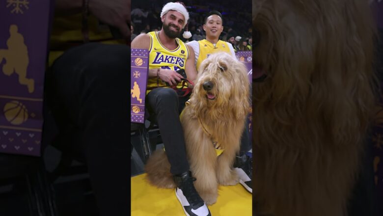 Call him MV-pup! Brodie the Goldendoodle entertains at Lakers game #Shorts