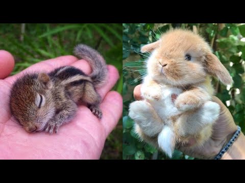 Cute Baby Animals Videos Compilation | Funny and Cute Moment of the Animals #12- Cutest Animals