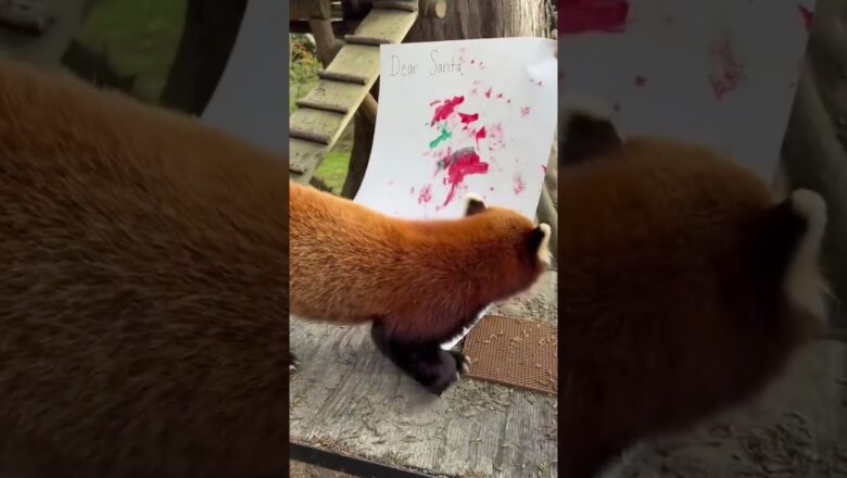 Cute red panda might get his wish with creative letter to Santa #Shorts