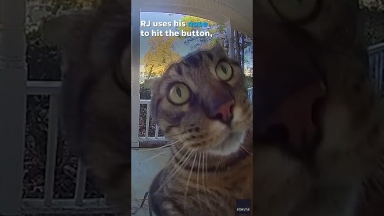 Ding-dong! Clever cat uses its nose to ring doorbell #Shorts